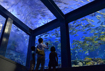 鳥羽水族館 写真使用申請中