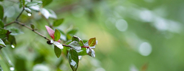 庭の植物