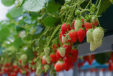 Strawberry Picking