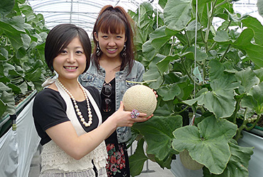 Melon Picking