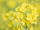 菜の花が咲き始めました♪