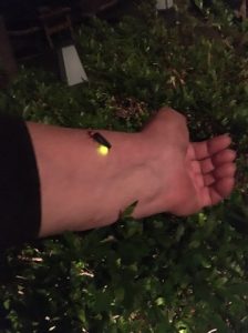 ★ホタル観賞送迎付きプランのおしらせ★